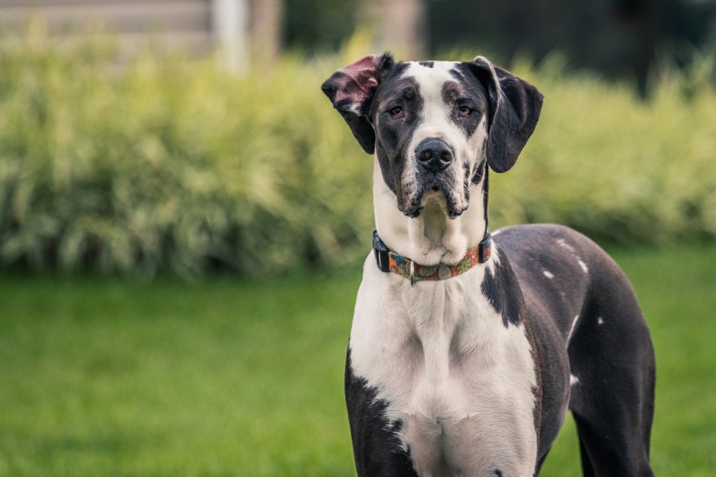 Great Dane 