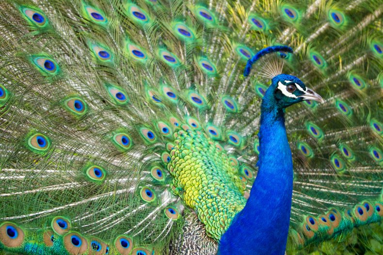 A peacock