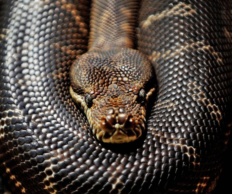 carpet python
