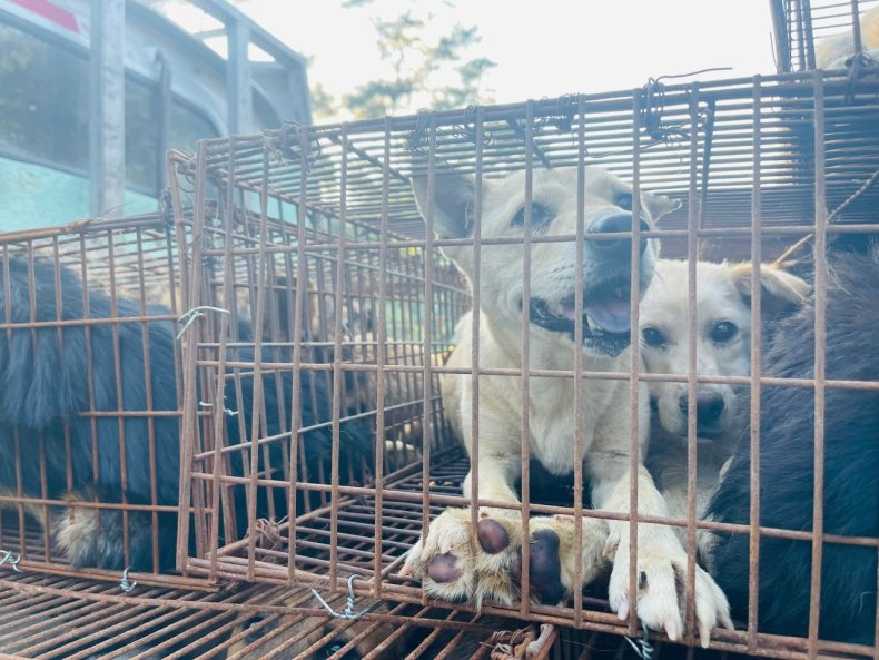 Dogs headed for Yulin Meat Festival