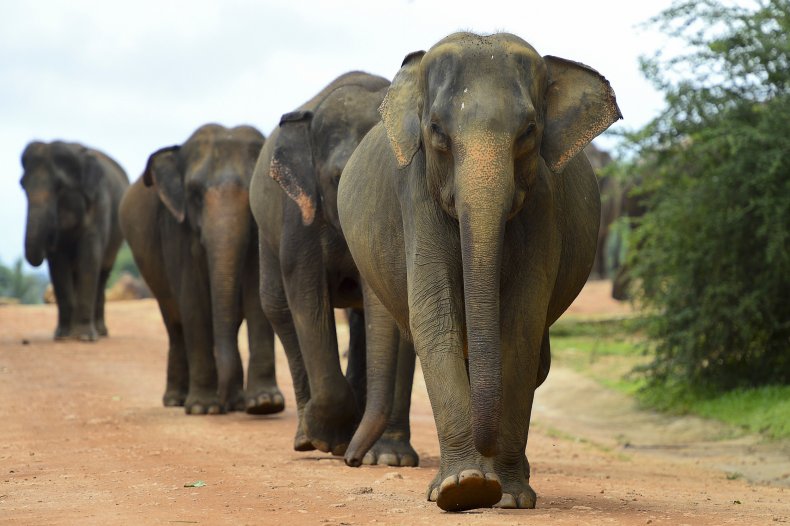 Asian elephants