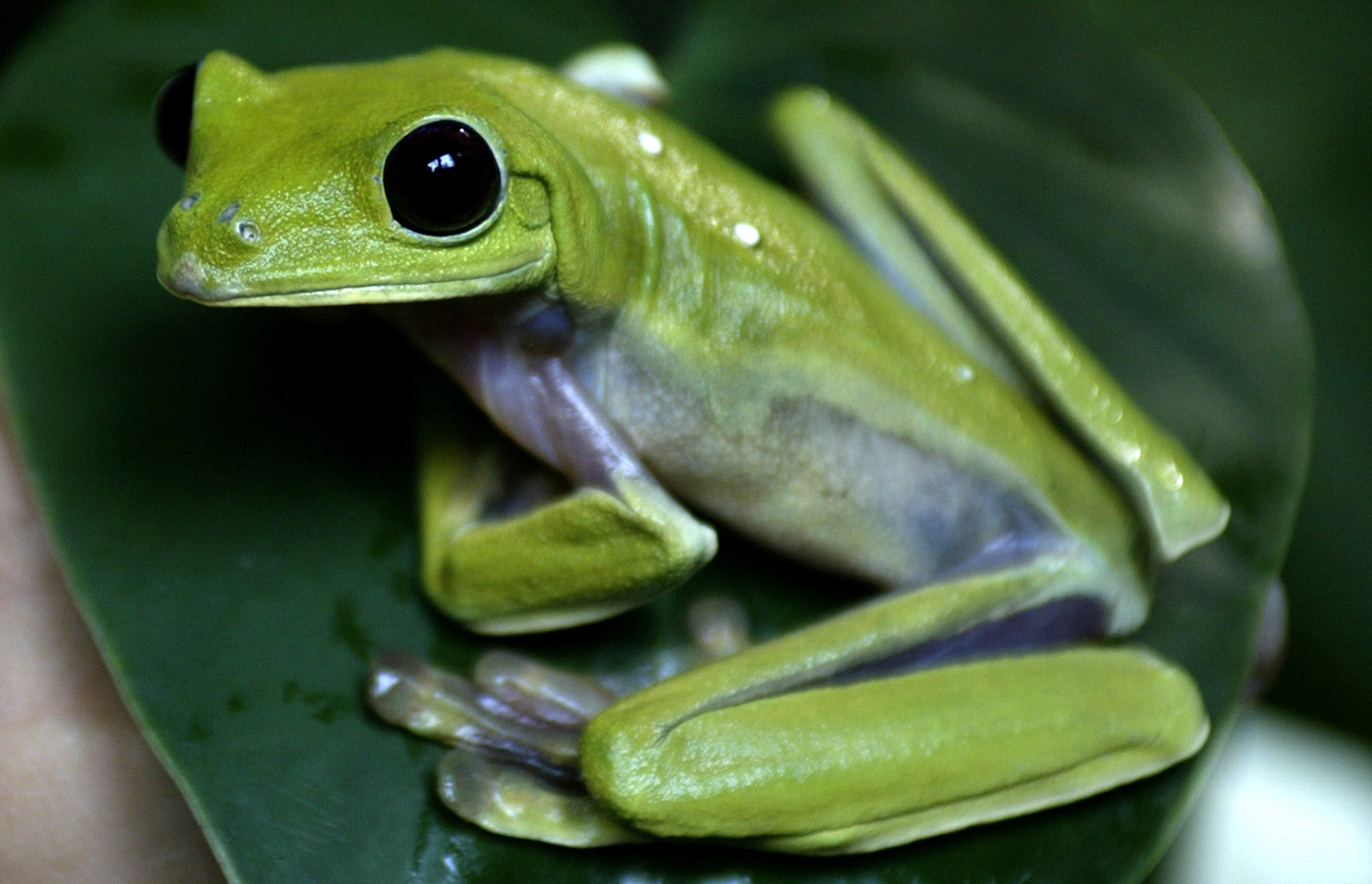 Colombia Frog