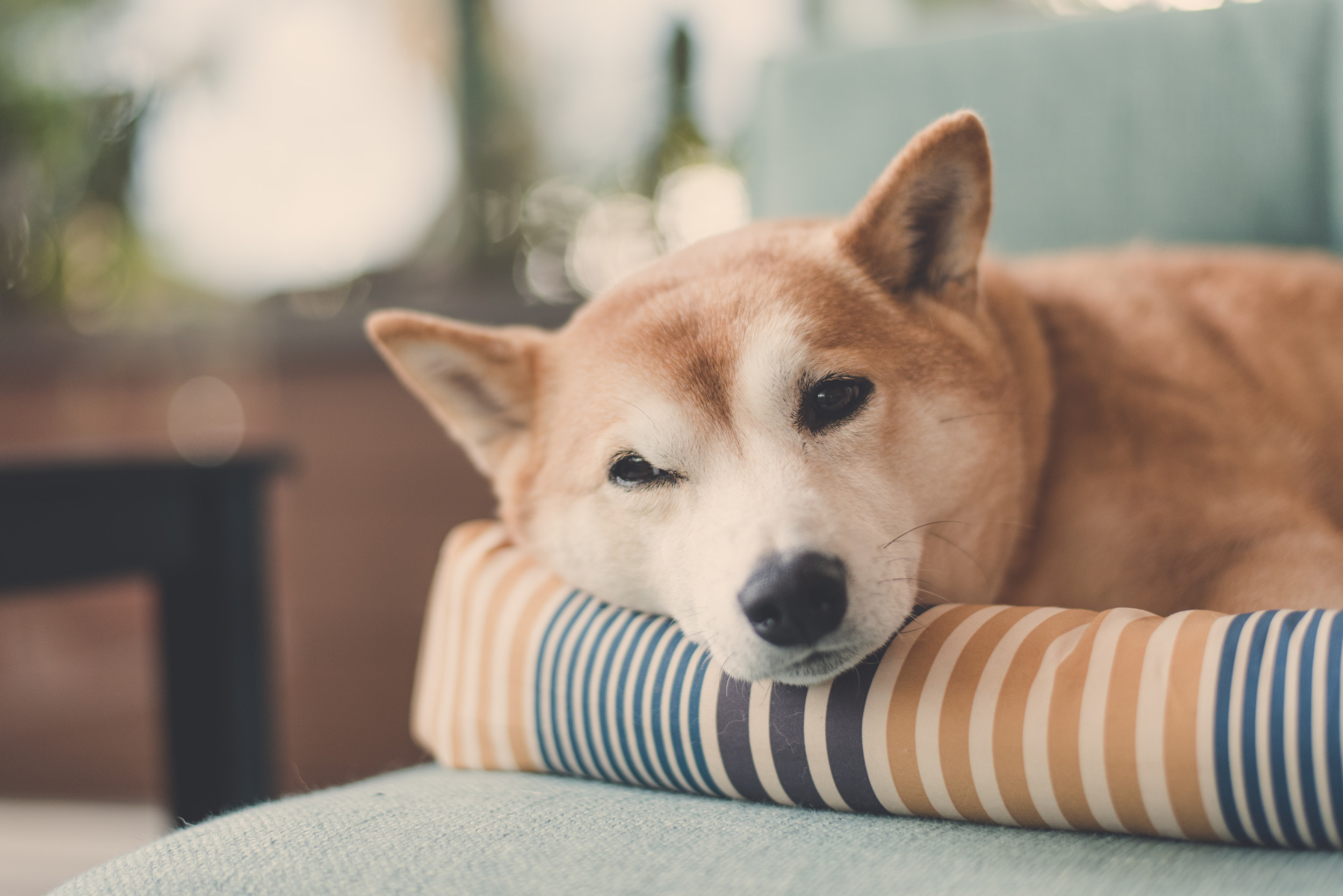 #Dogecoin trending amid crypto crash as fans share 'hodl ...