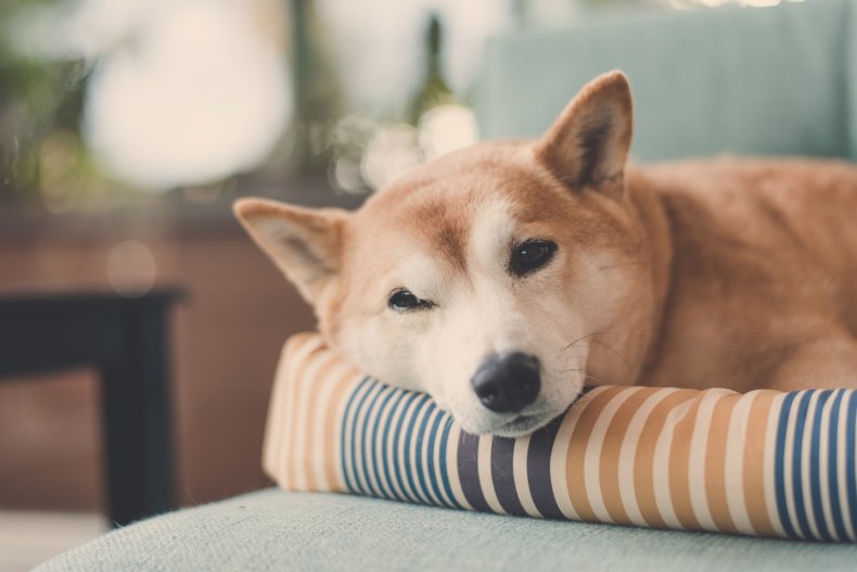 Shiba Inu lying down