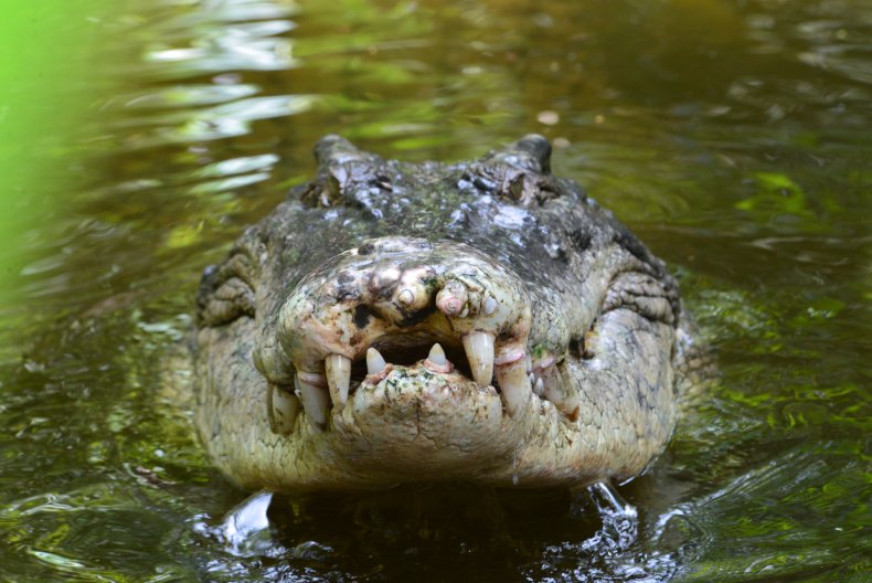 A saltwater crocodile's head emerging from water
