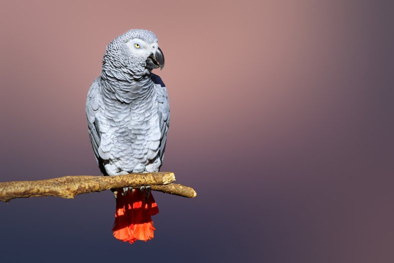 African Grey Parrot 