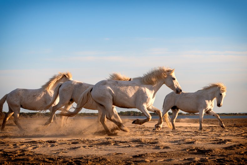 Horses running