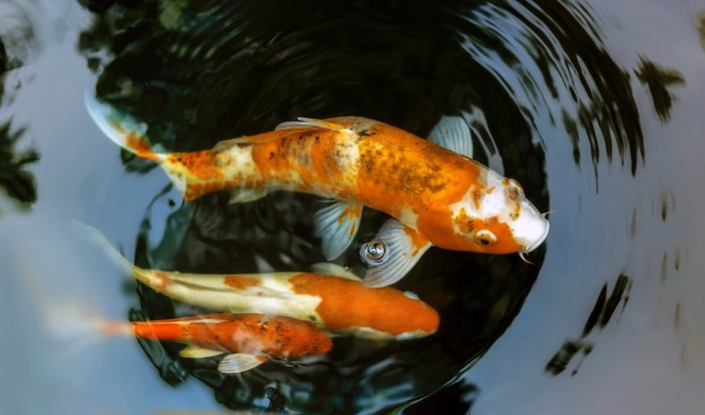 Koi Fish swimming