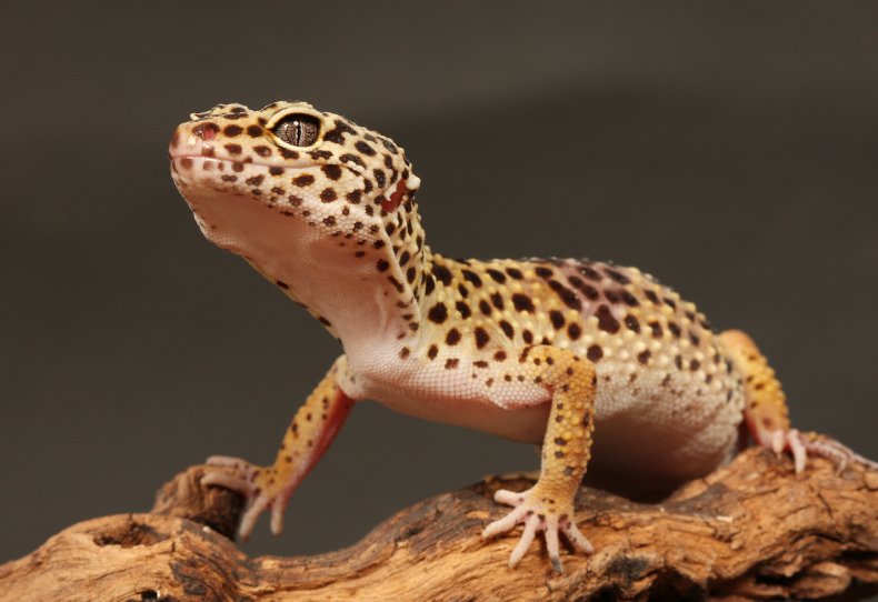 Leopard Geckos