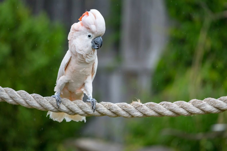 Umbrella Cockatoo
