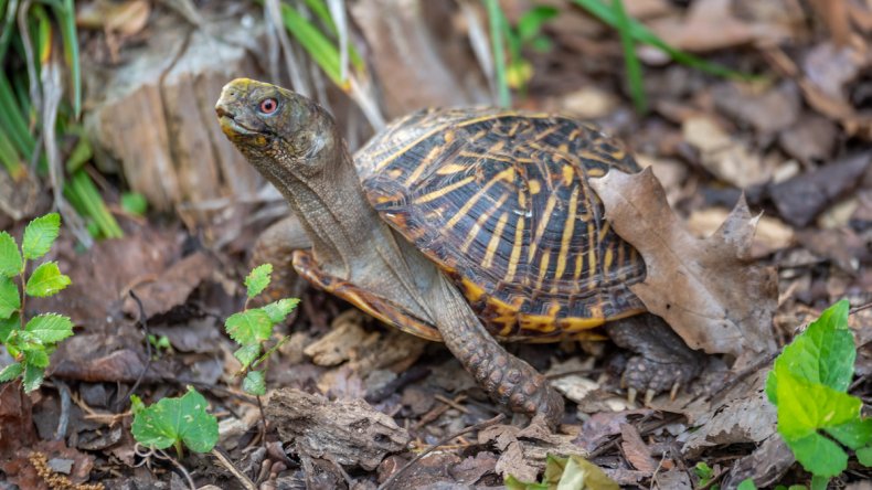Box Turtle