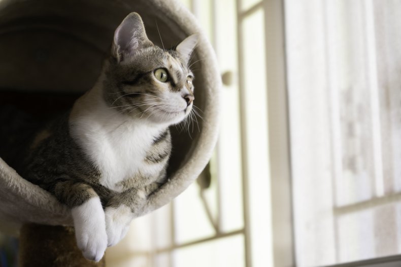 House cat