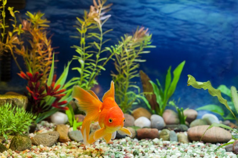 Goldfish in tank