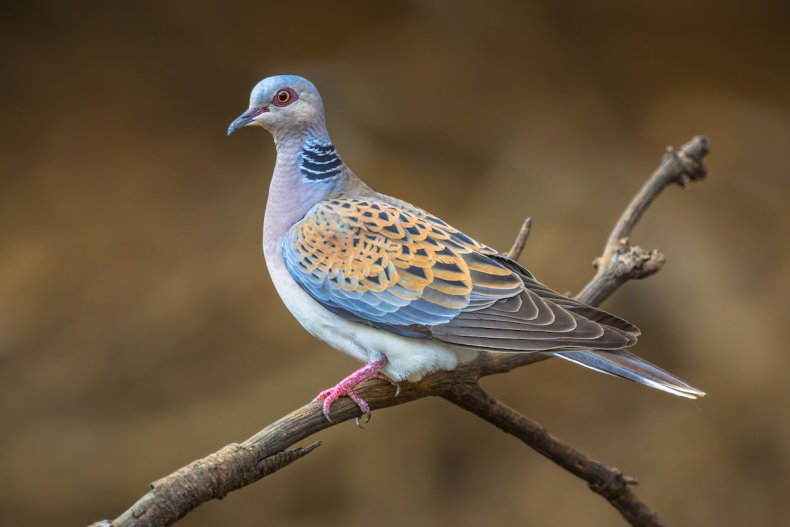 Turtle Dove on Branch 