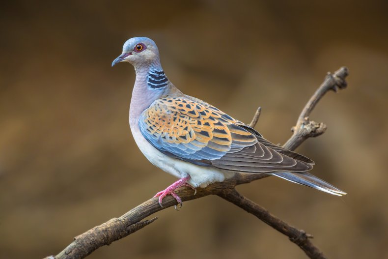 Turtle Dove on Branch