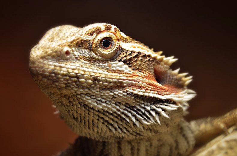 Bearded Dragon close up 