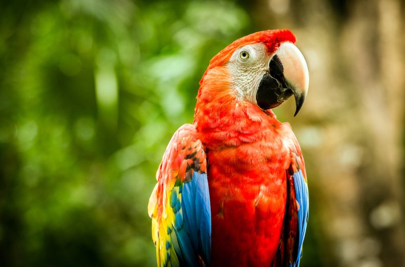 Macaw up close 