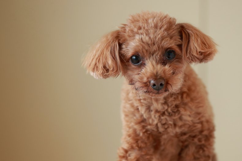 Toy poodles