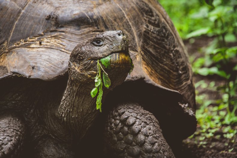 Giant Tortoise eating greens
