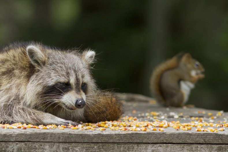 Stock image of a squirrel and raccoon.