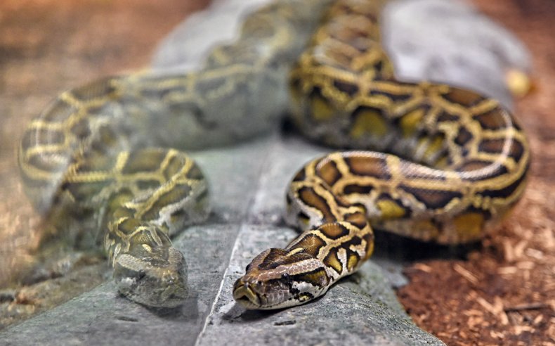 Reticulated Python in Enclosure
