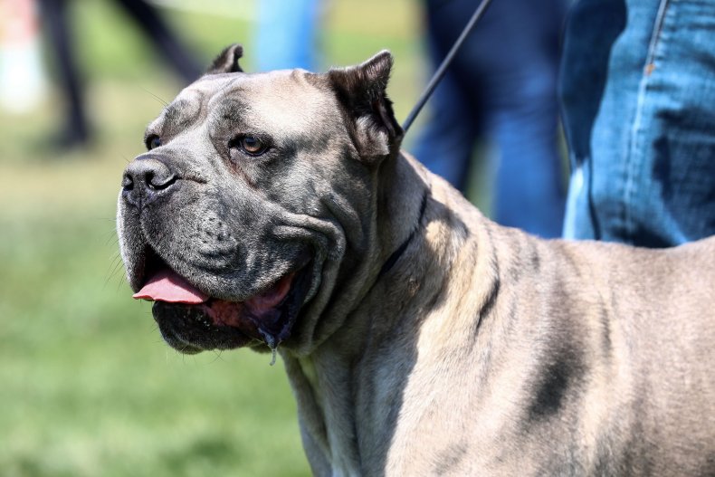 An American pit bull in Turkey.