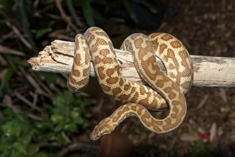 Result Page 3 for Python news & latest pictures from Newsweek.com