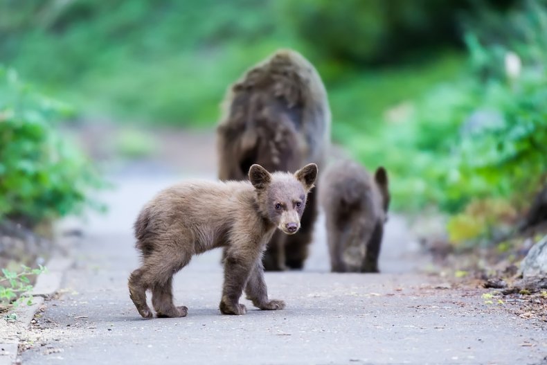 Black bear cub and mother