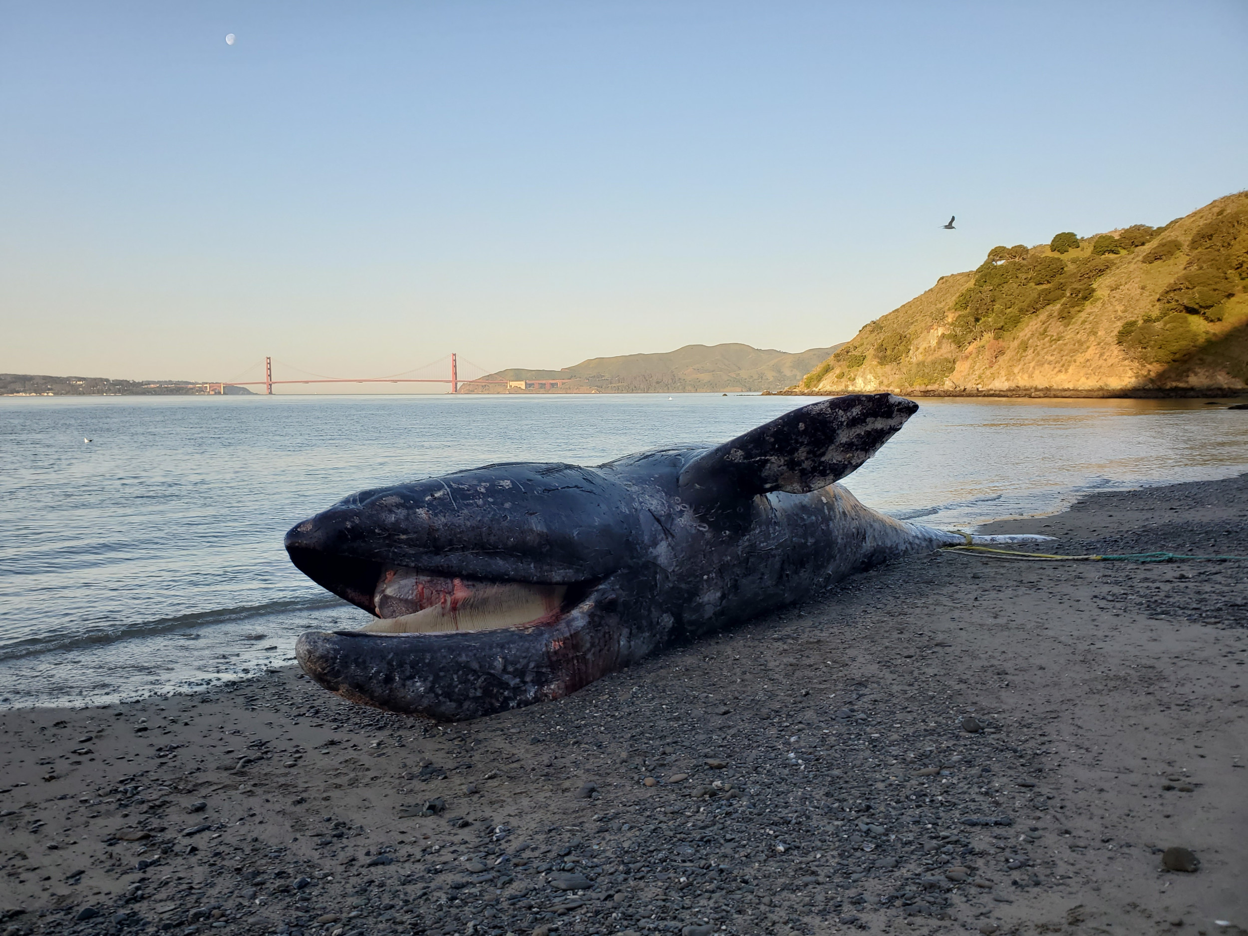 dead gray whale