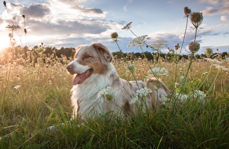 important tips before adopting a new dog