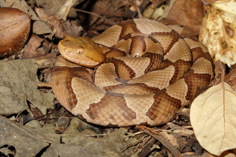 Northern copperhead snake