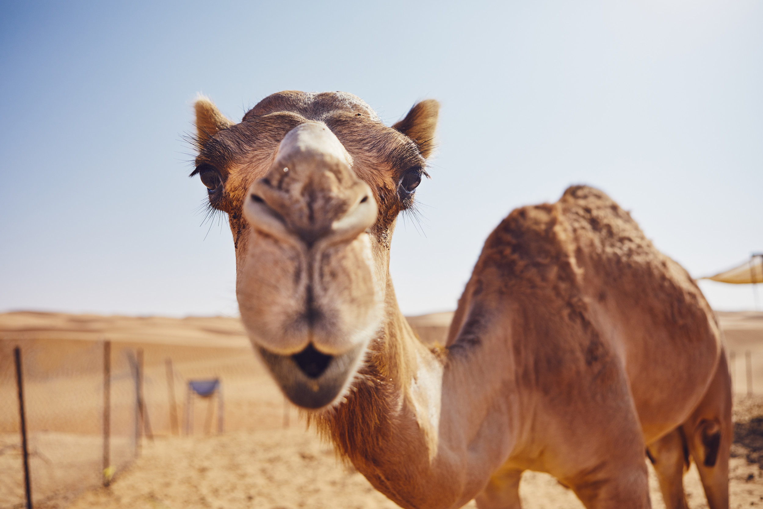 Arabian Peninsula Desert With Camels