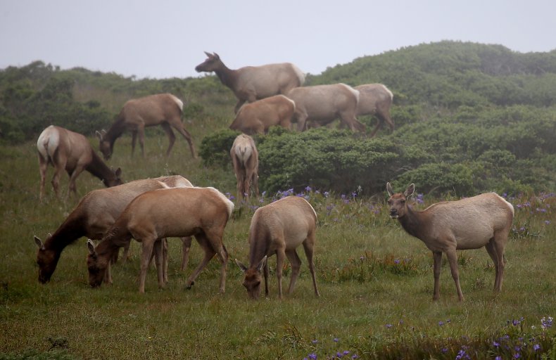 Tule elk roam Point Reyes National Seashore.