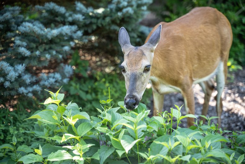 A doe in the wild