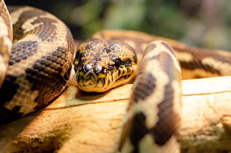 Jungle carpet python