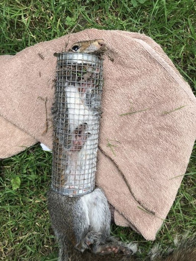 rpsca squirrel trapped in bird feeder