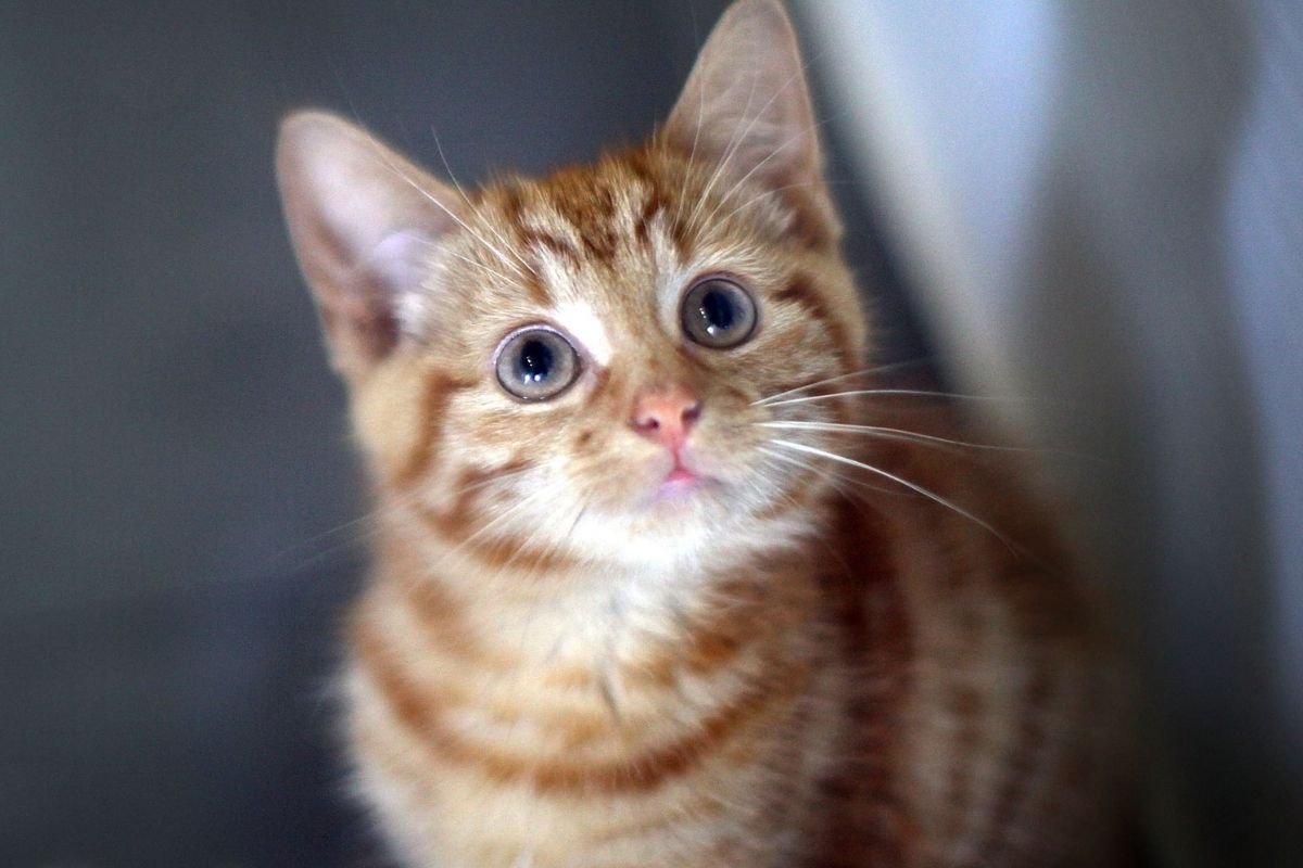 Young kitten at animal sanctuary