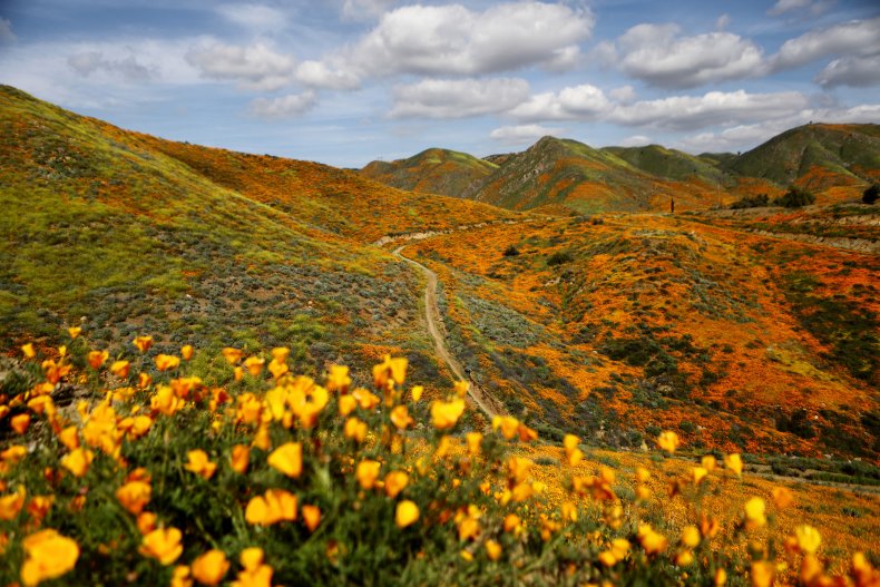 A hillside blooms in California.