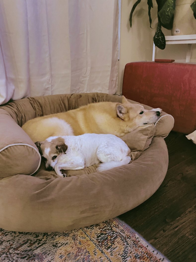 Mollybear and Doodle