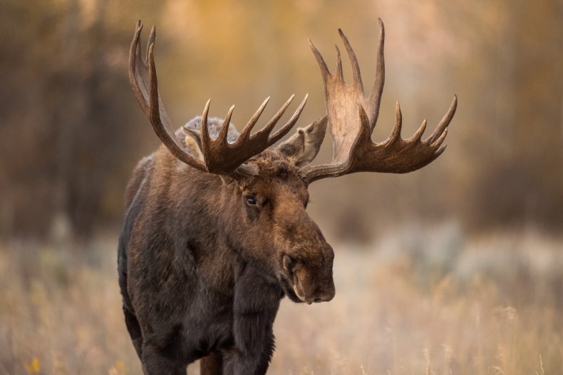 A bull moose