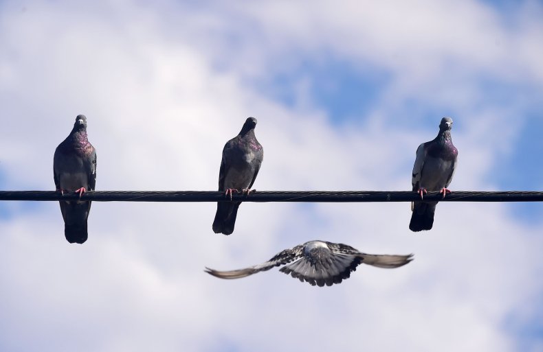 Pigeons on wire