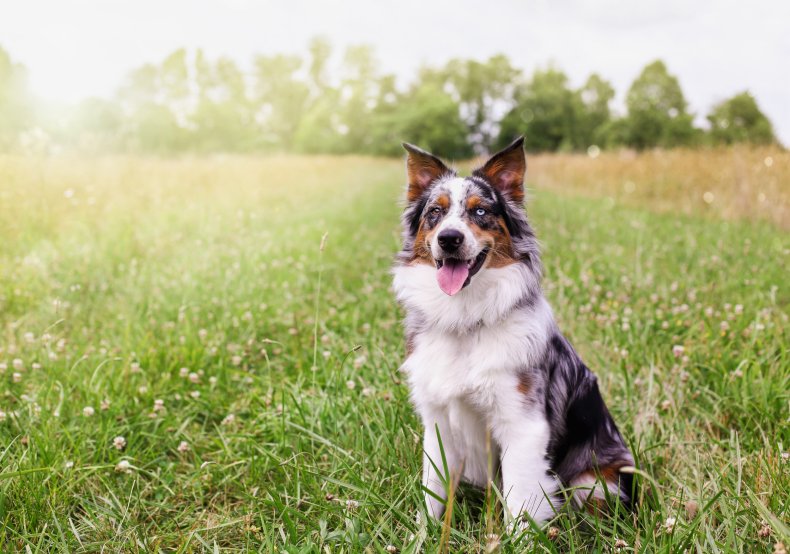 An Australian Shepherd dog