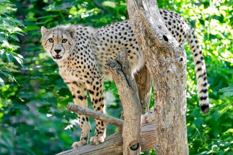 Adult cheetah 