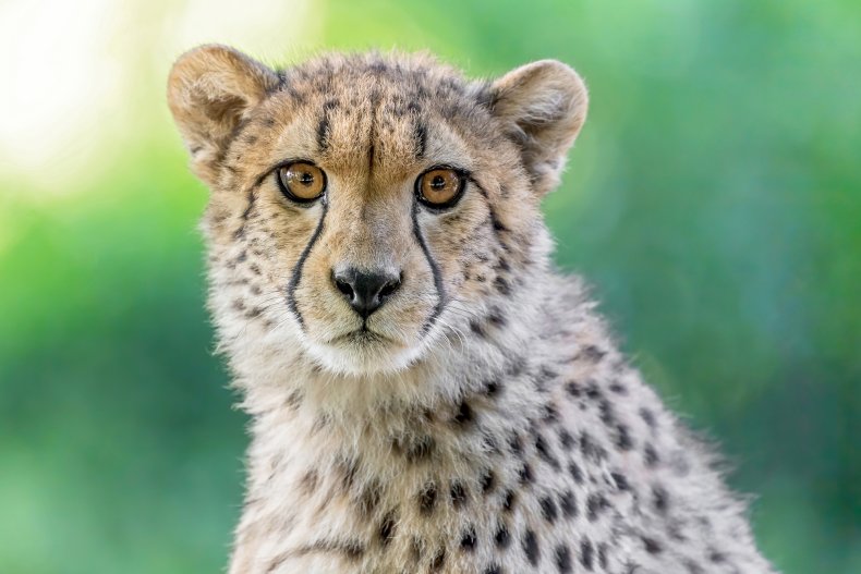 Cheetah in Vienna