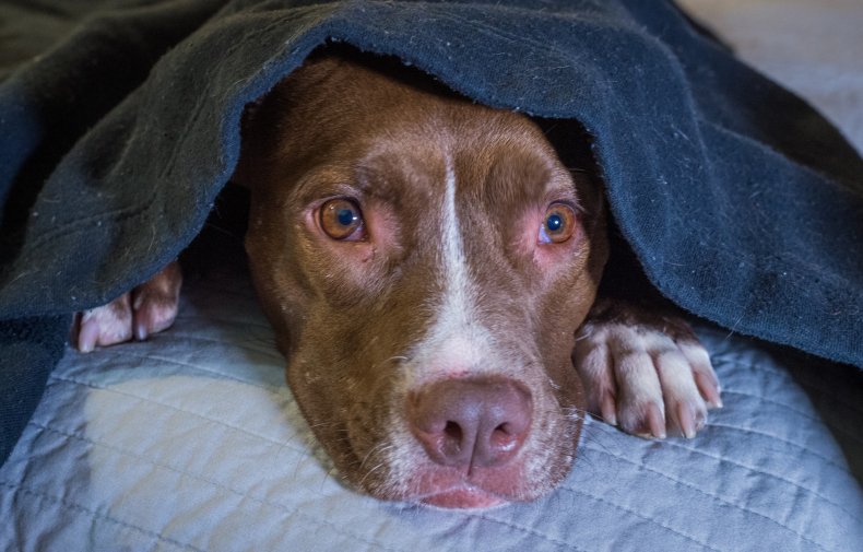 Dog hiding under blanket