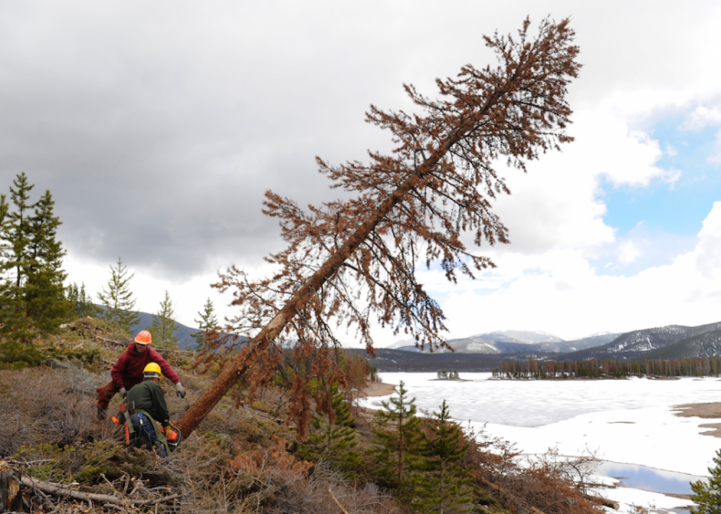 #22. Forest and conservation workers