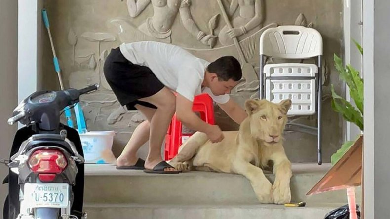 Pet lion before being seized
