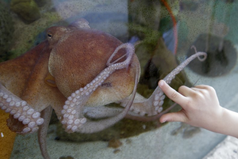 Artistic octopus 'paints' at Florida Aquarium