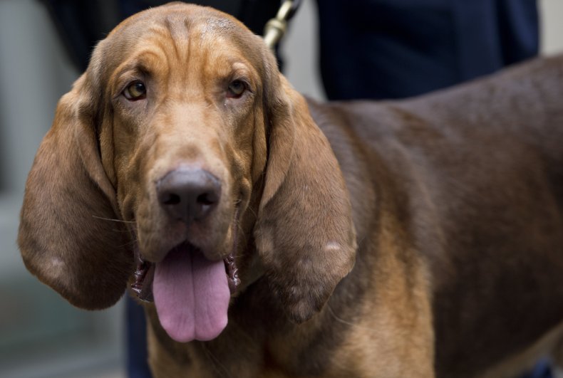 Police Bloodhound
