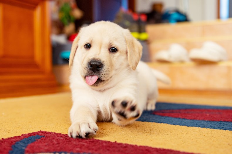 puppy sitting on a carpet